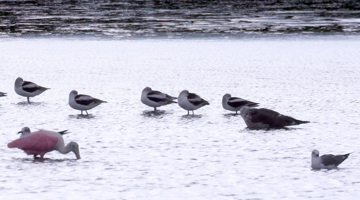Gaviota Sombría - ML646381394