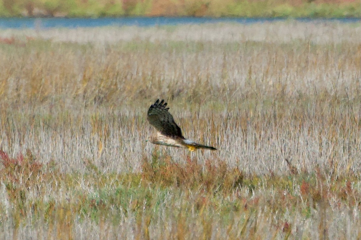 Aguilucho de Hudson - ML646381395