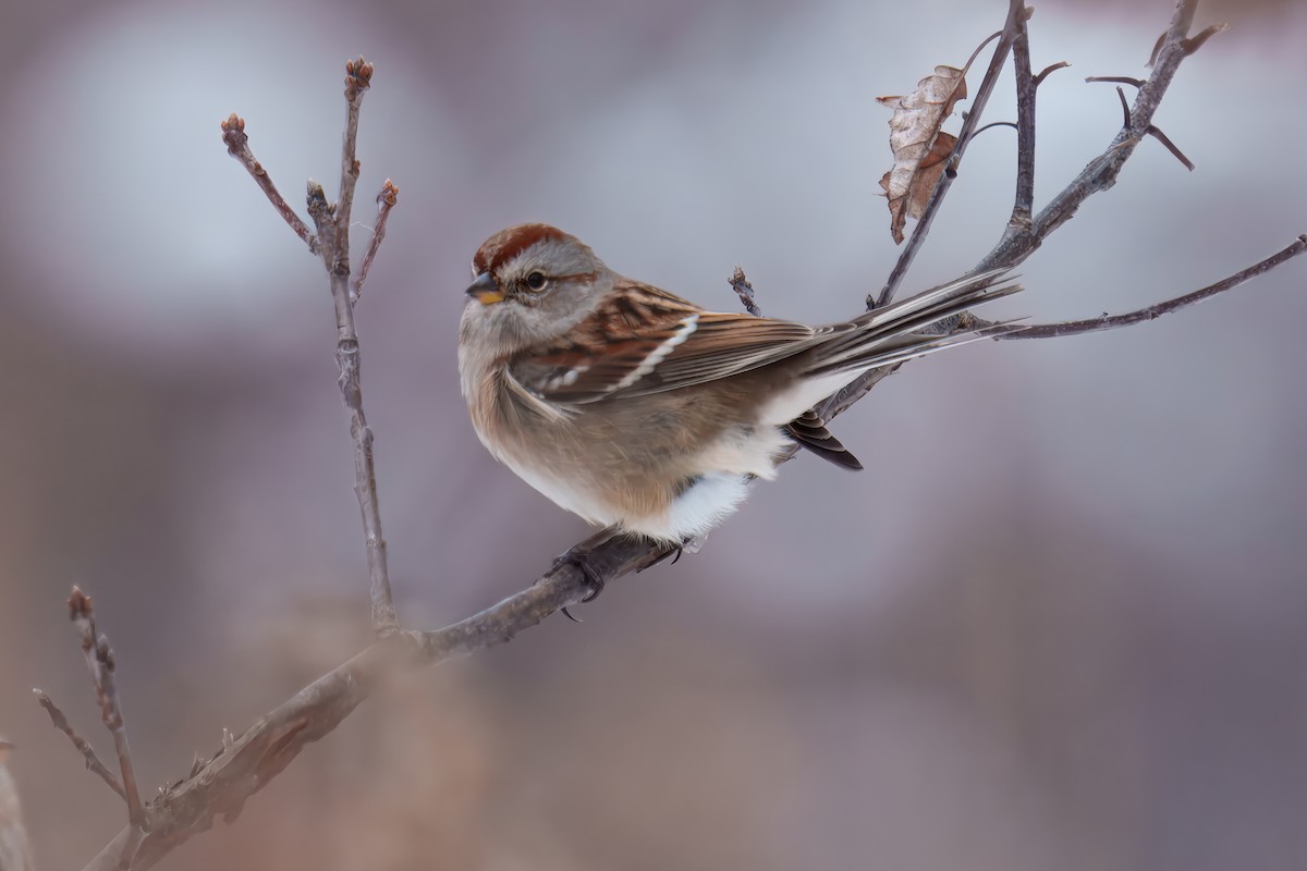Chingolo Arbóreo - ML646381396