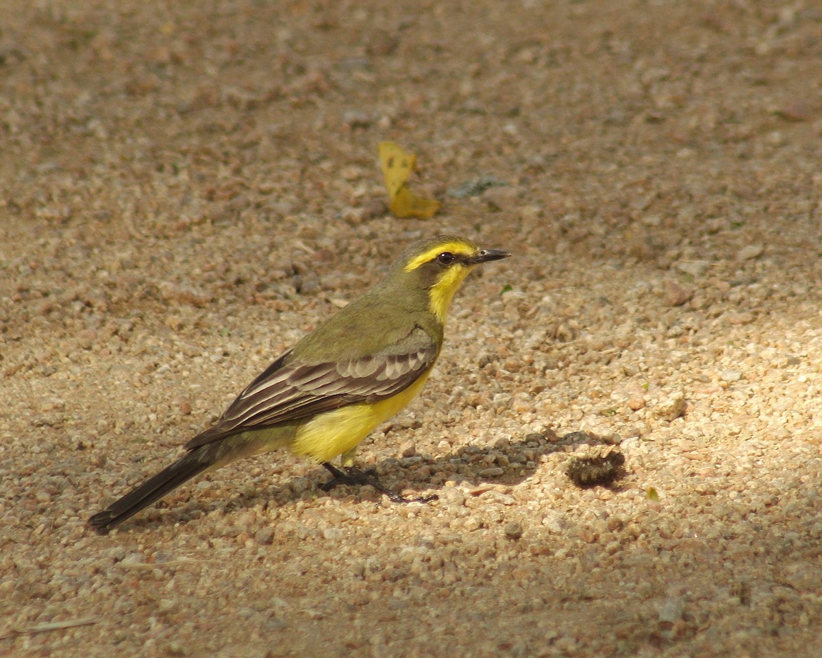 Mosquero Cejiamarillo - ML646381397
