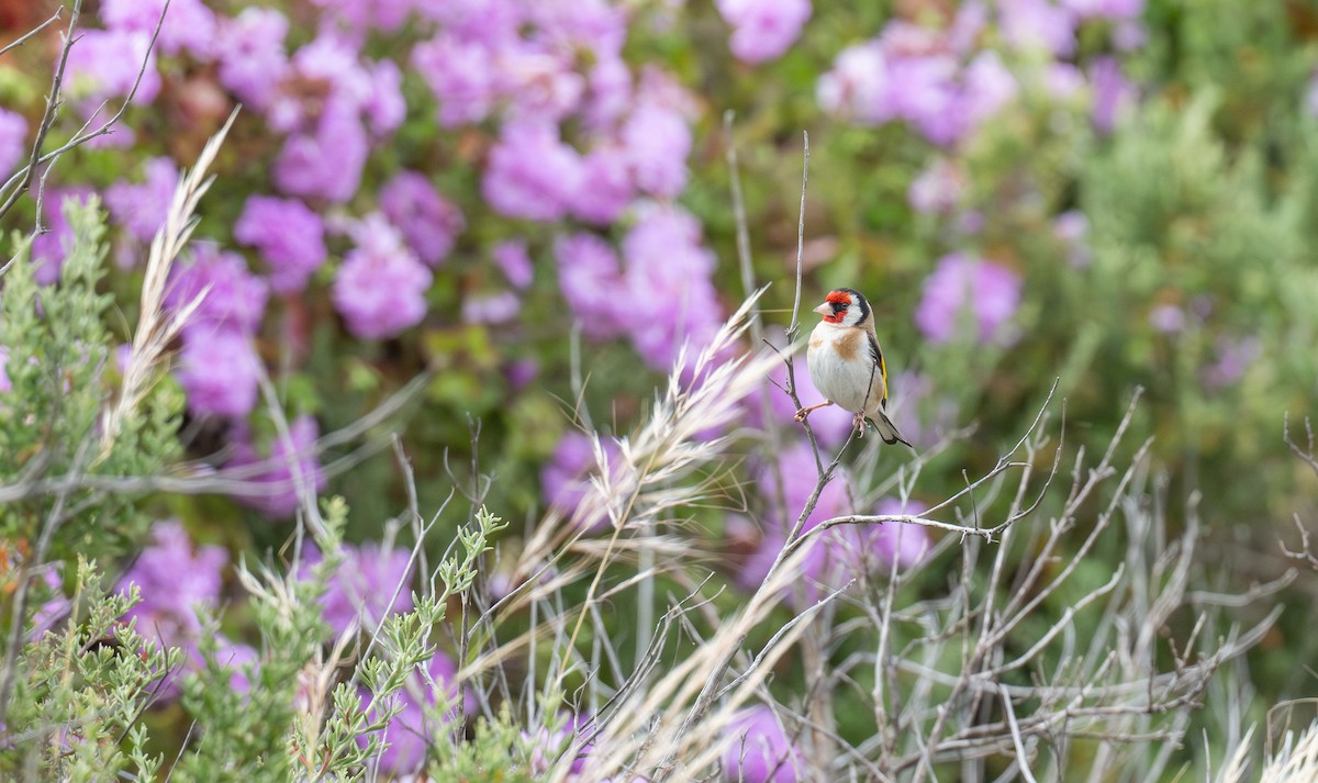 Jilguero Europeo - ML646381398