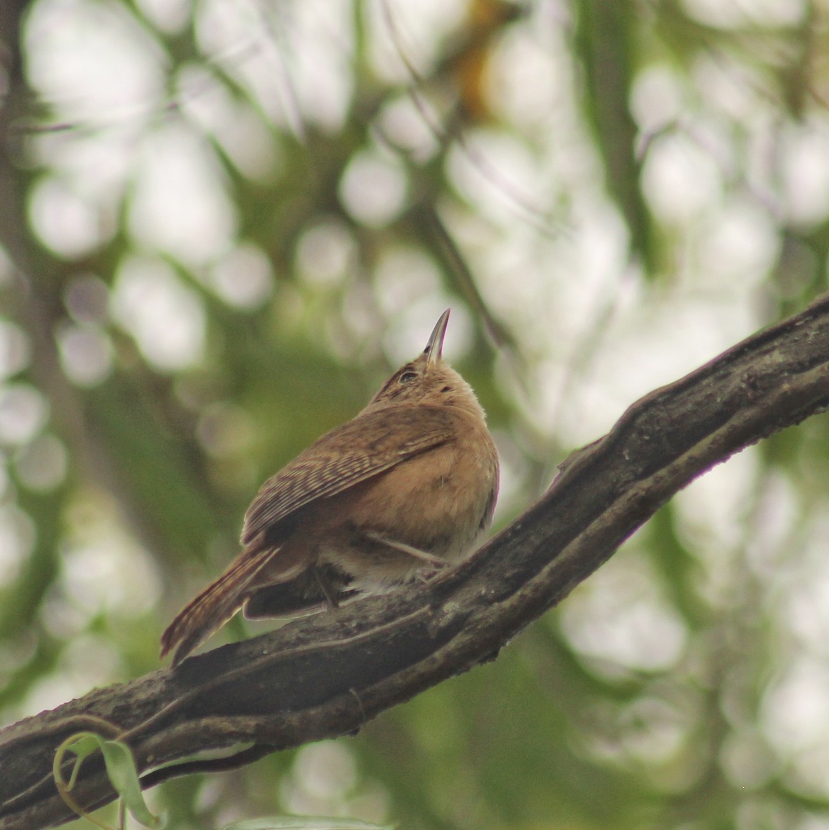 Chochín Criollo Sureño (grupo musculus) - ML646381399