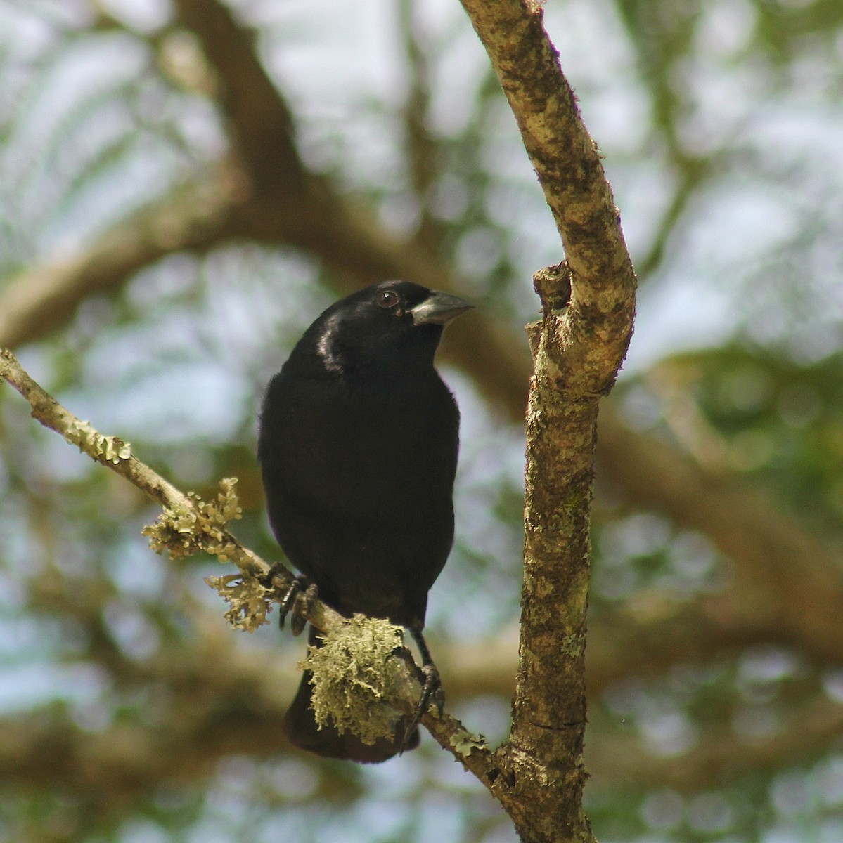 Tordo Chillón - ML646381401