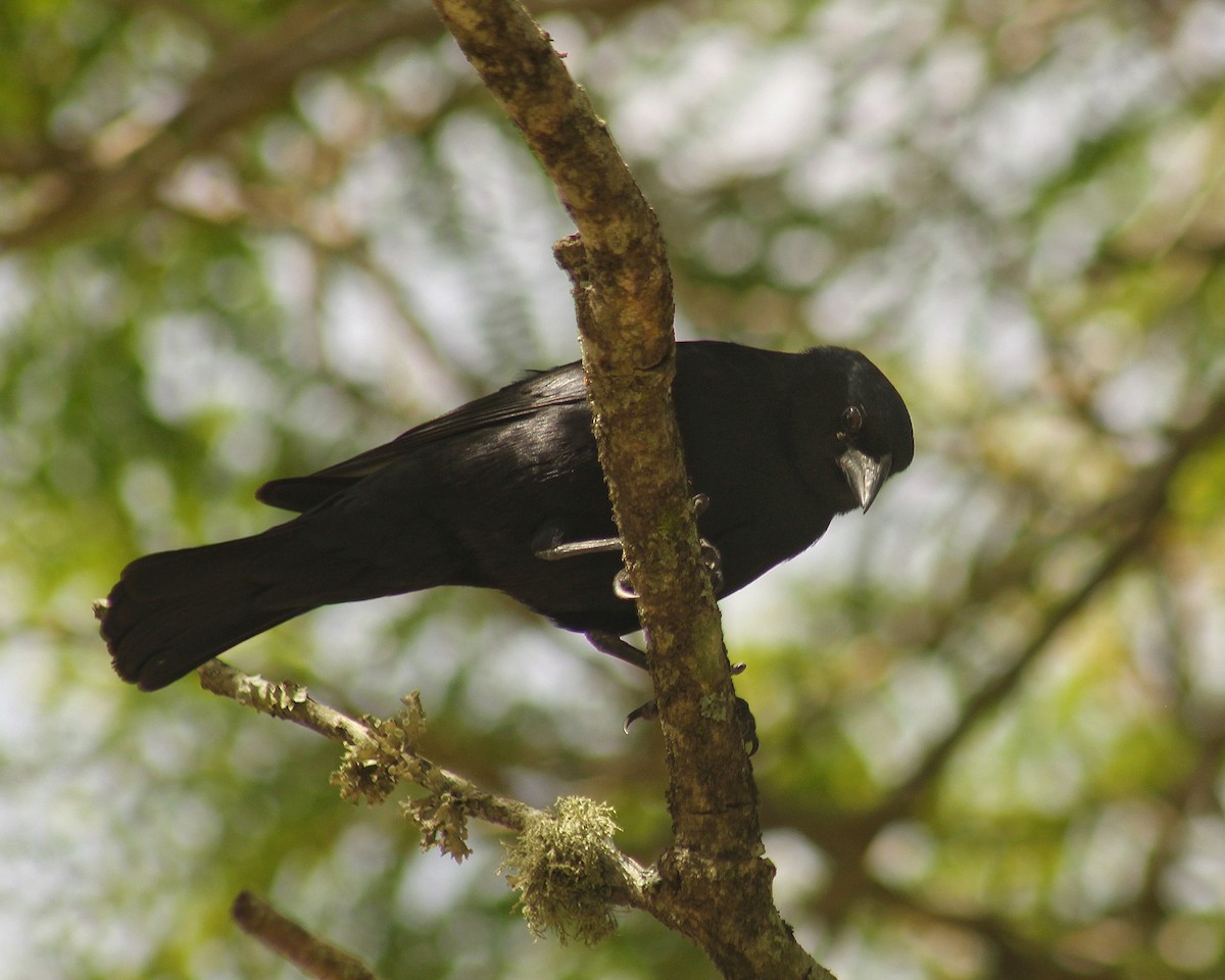 Screaming Cowbird - ML646381402