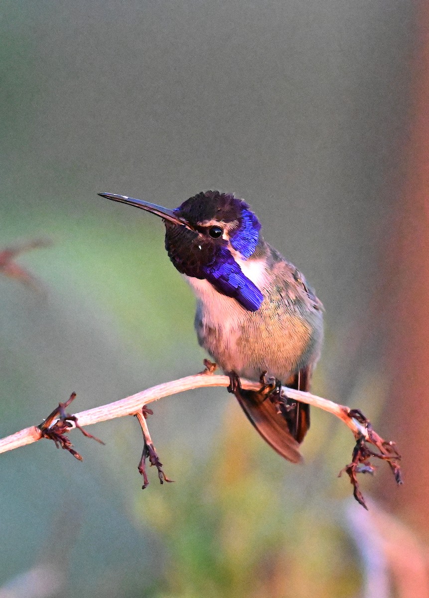 Colibrí de Costa - ML646381403
