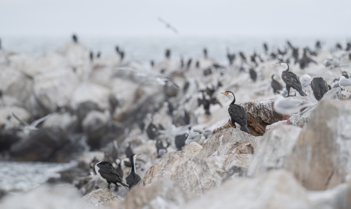 Cormorán Pío - ML646381404