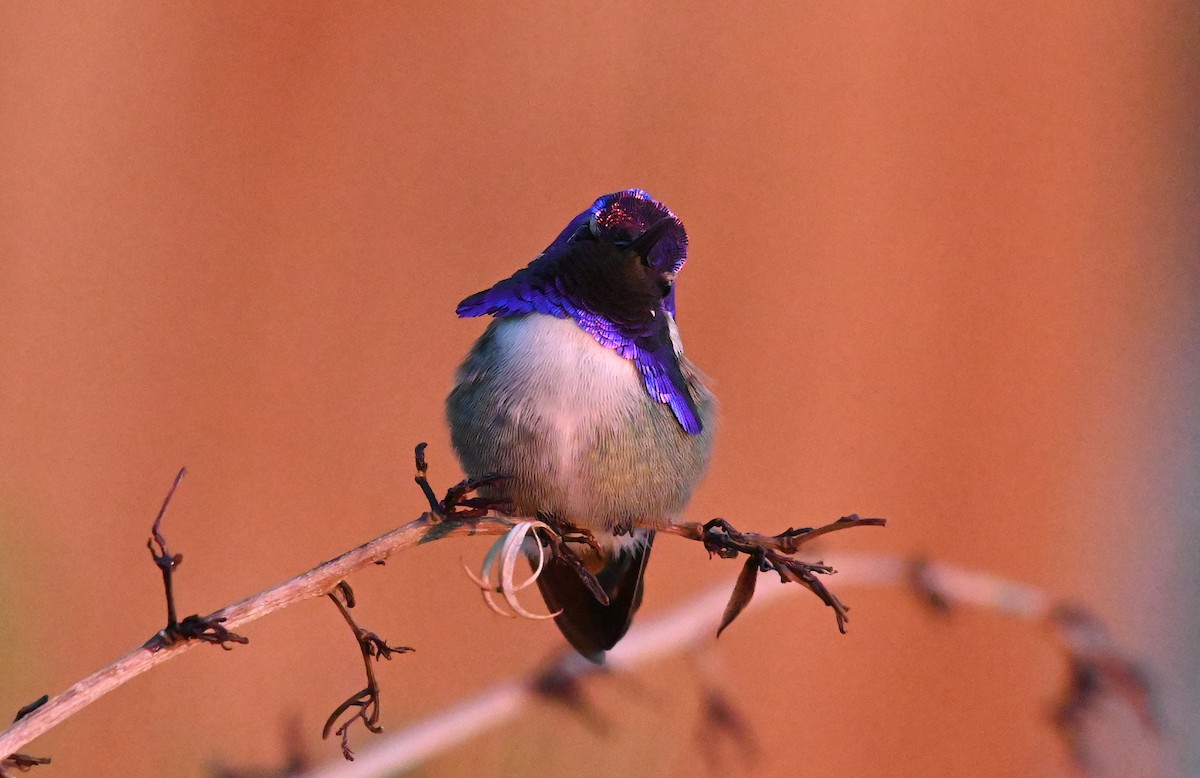 Colibrí de Costa - ML646381405