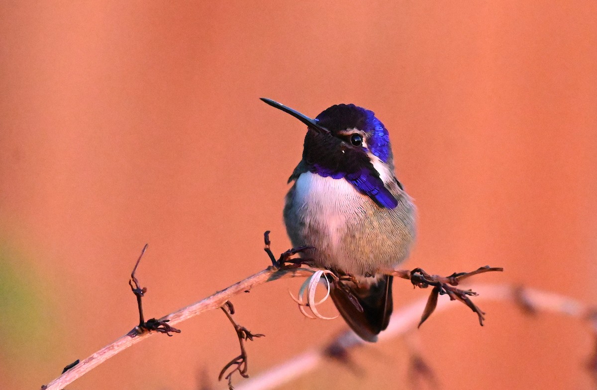 Colibrí de Costa - ML646381406