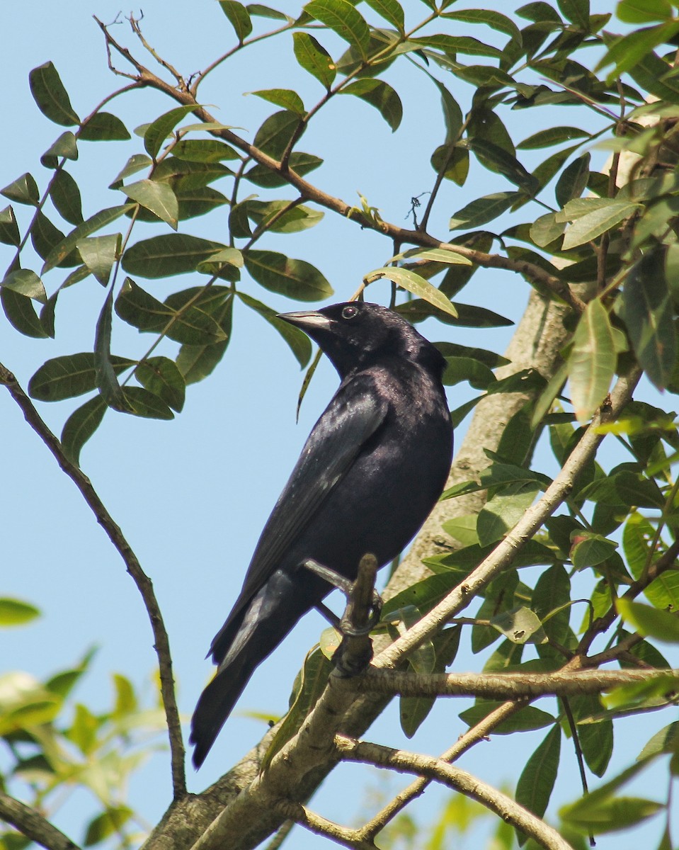 Tordo Renegrido - ML646381407