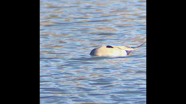 Northern Pintail - ML646381408