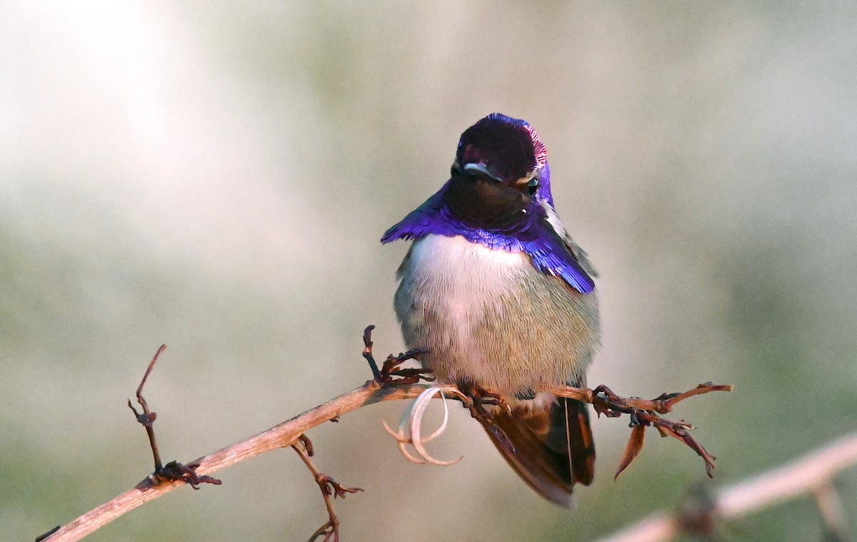 Colibrí de Costa - ML646381409