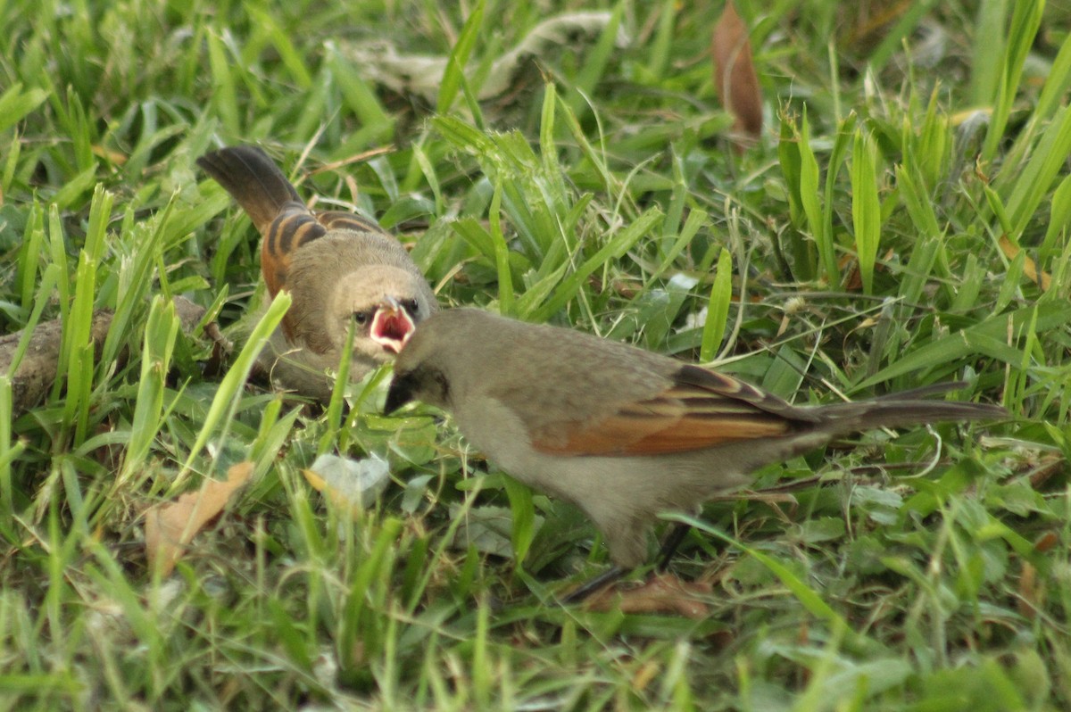 Grayish Baywing - ML646381411