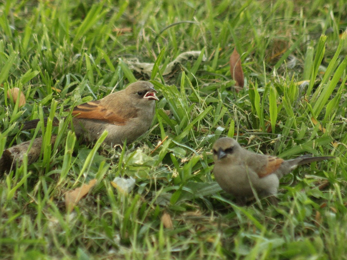 Grayish Baywing - ML646381412