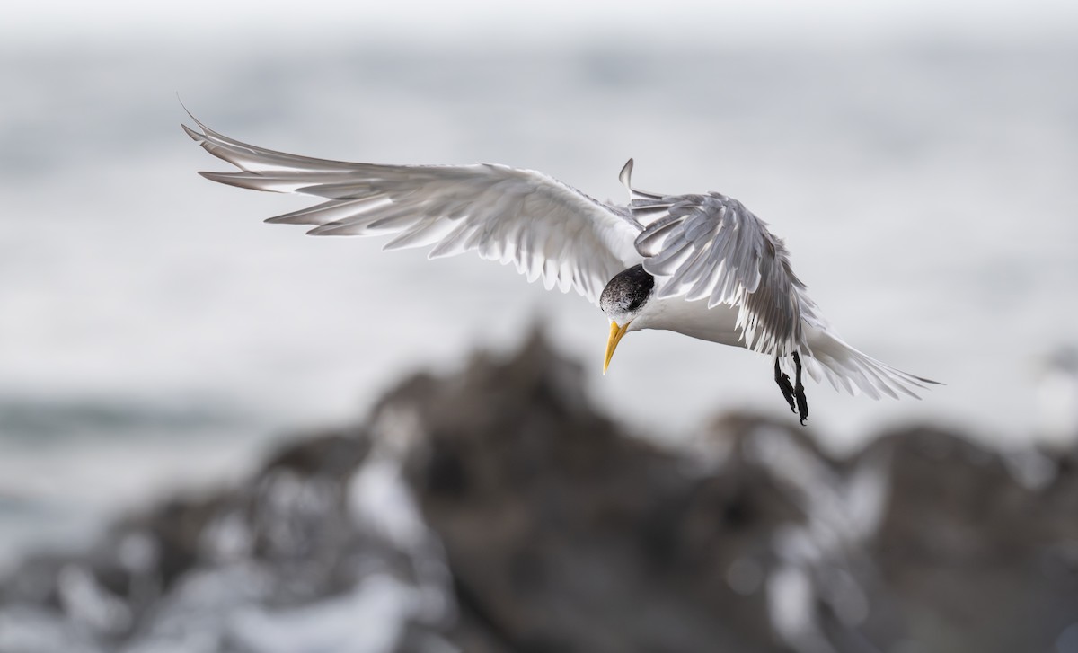 Great Crested Tern - ML646381414