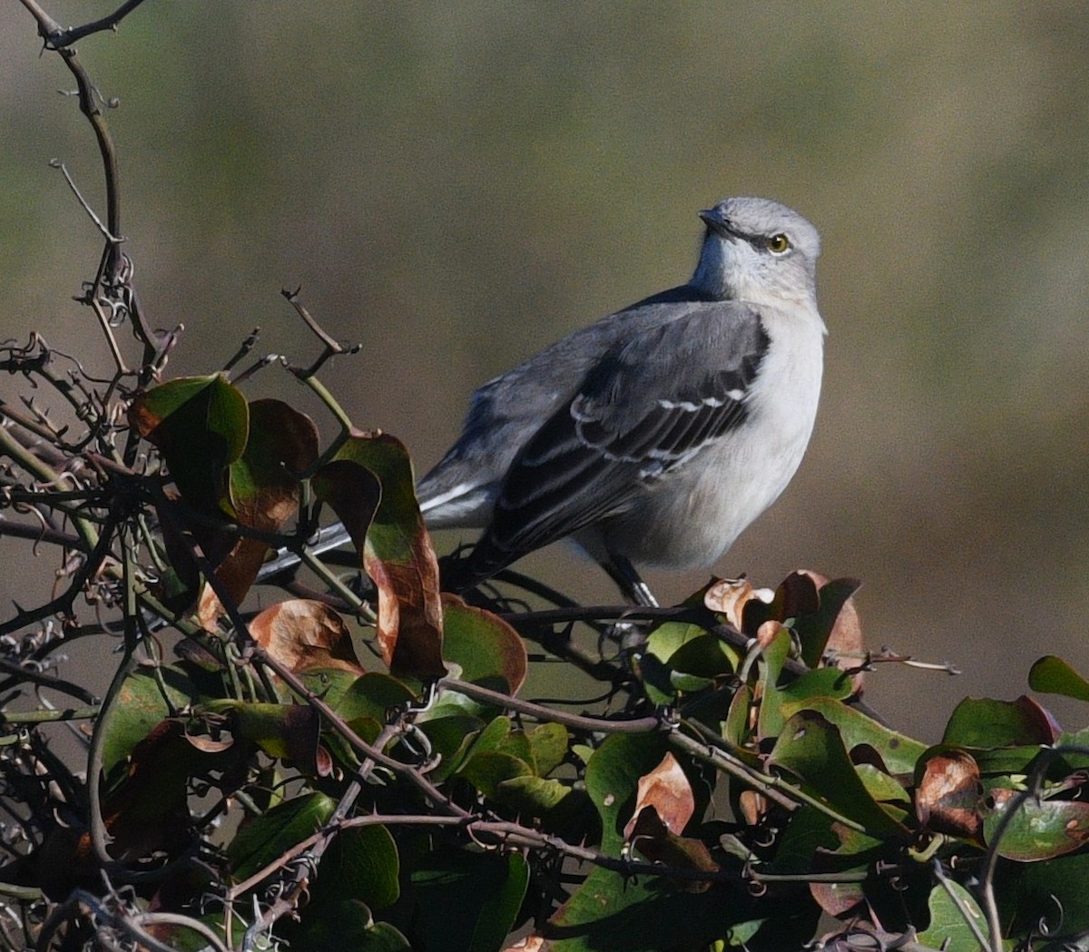 Northern Mockingbird - ML646381416