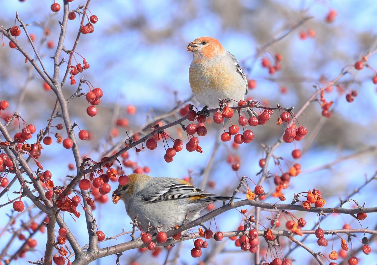 Pine Grosbeak - ML646381419