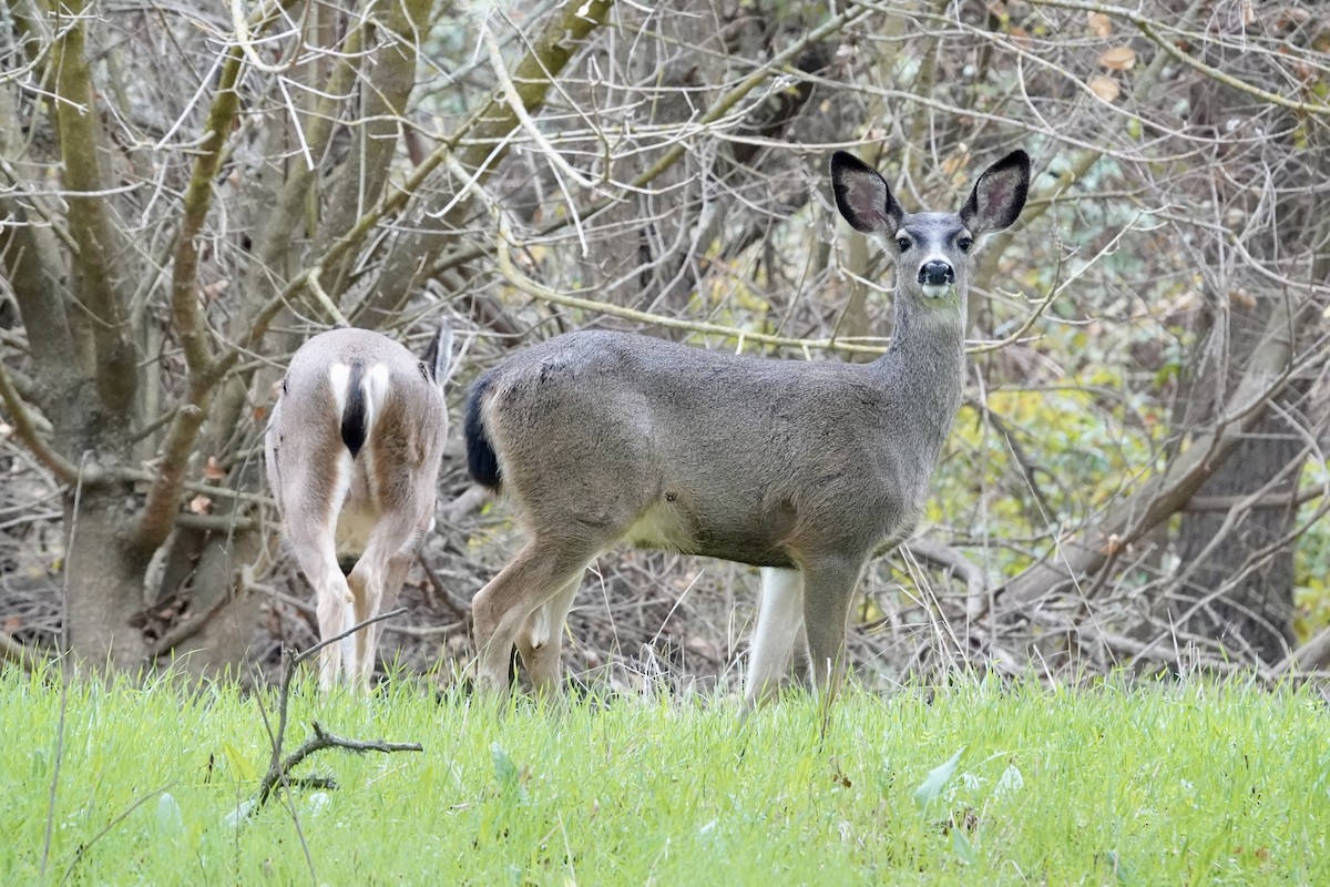Mule Deer - ML646381420