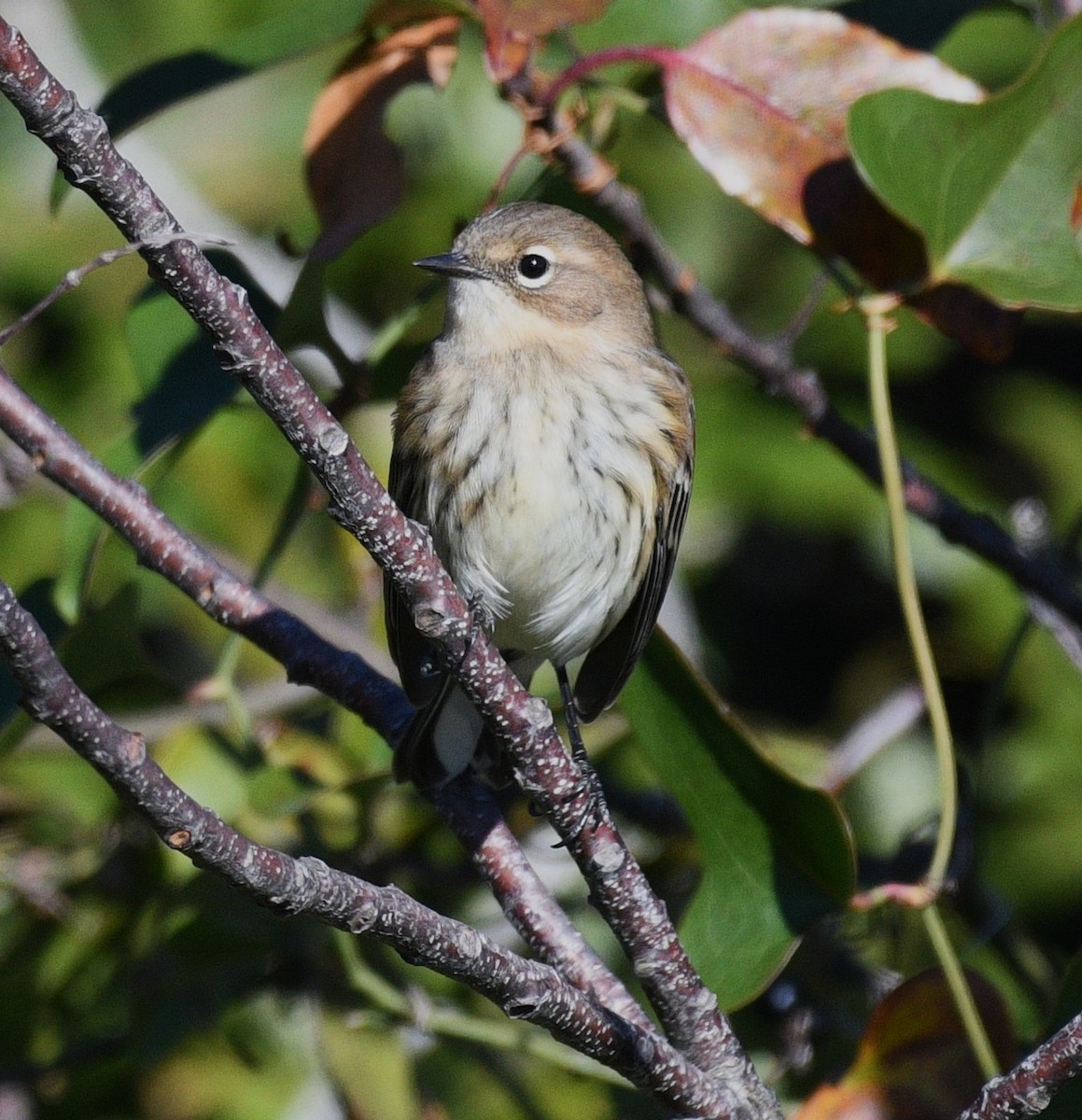 Yellow-rumped Warbler - ML646381421
