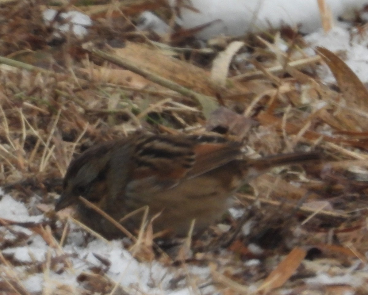 Swamp Sparrow - ML646381422