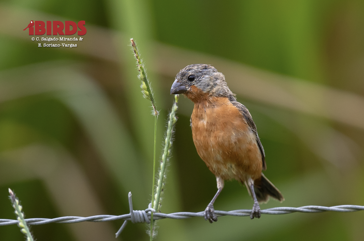 Ruddy-breasted Seedeater - ML646381423