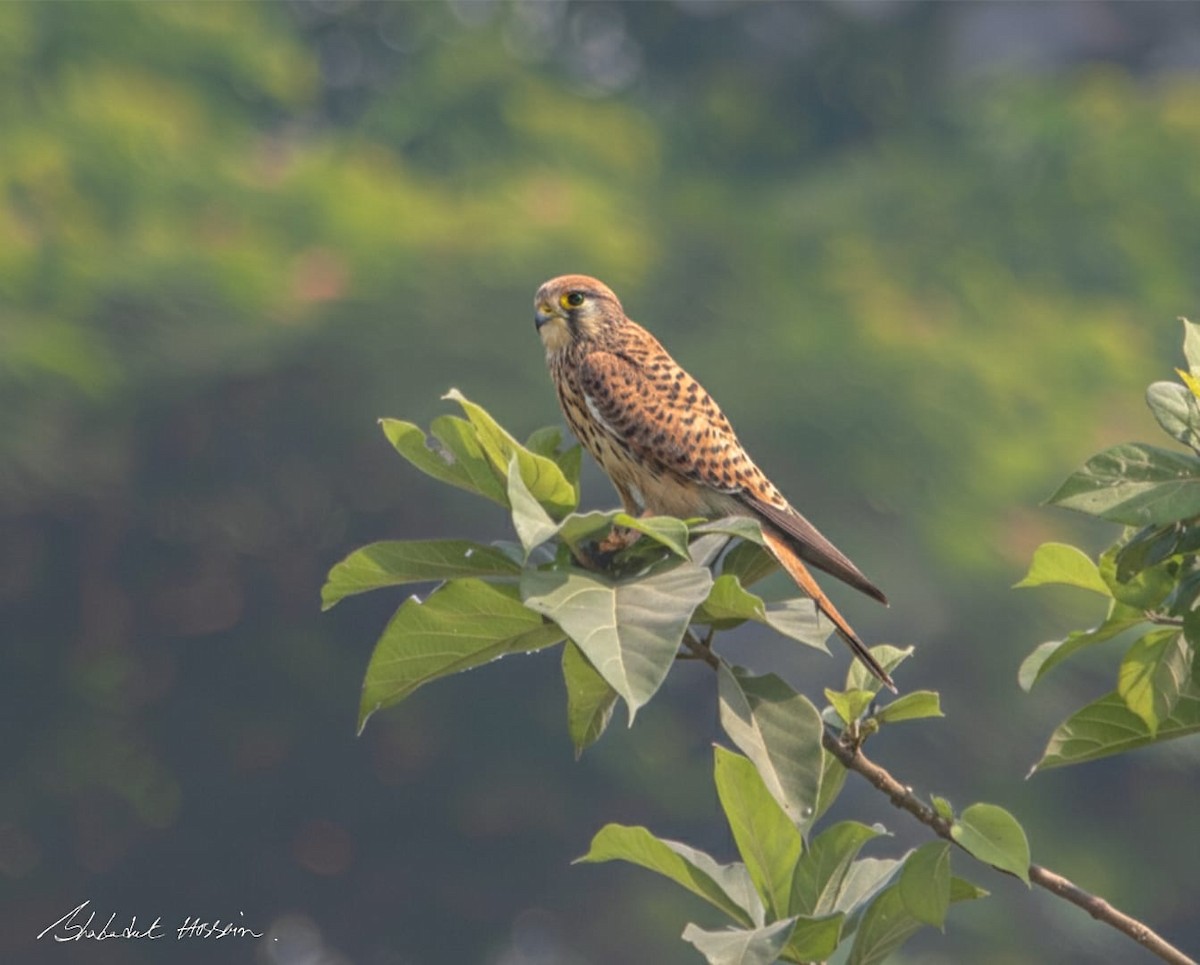 Eurasian Kestrel - ML646381424