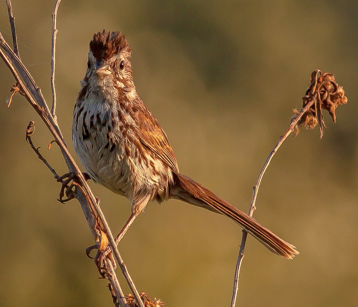 Song Sparrow - ML646381425