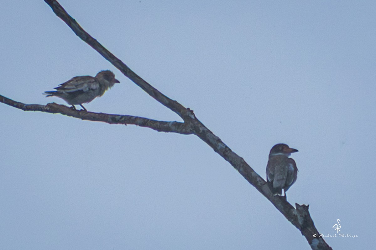 Masked Tityra - ML646381427