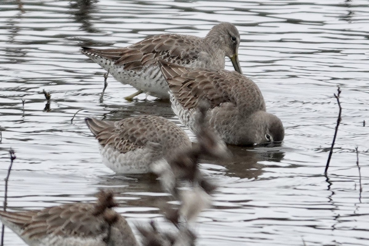 Long-billed Dowitcher - ML646381430
