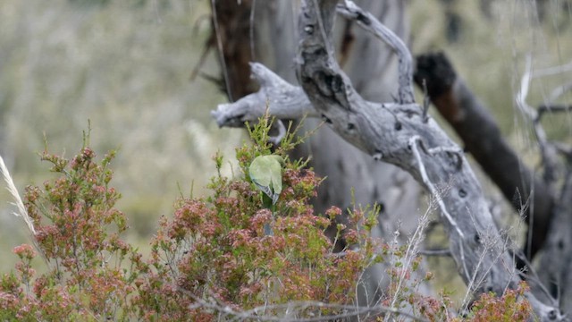 Elegant Parrot - ML646381431