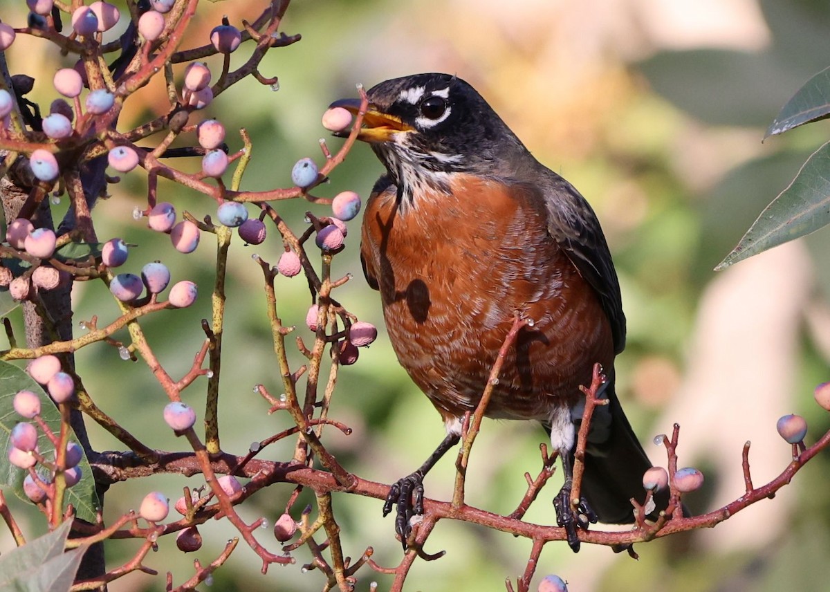 American Robin - ML646381434