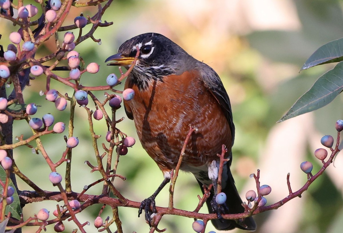 American Robin - ML646381435