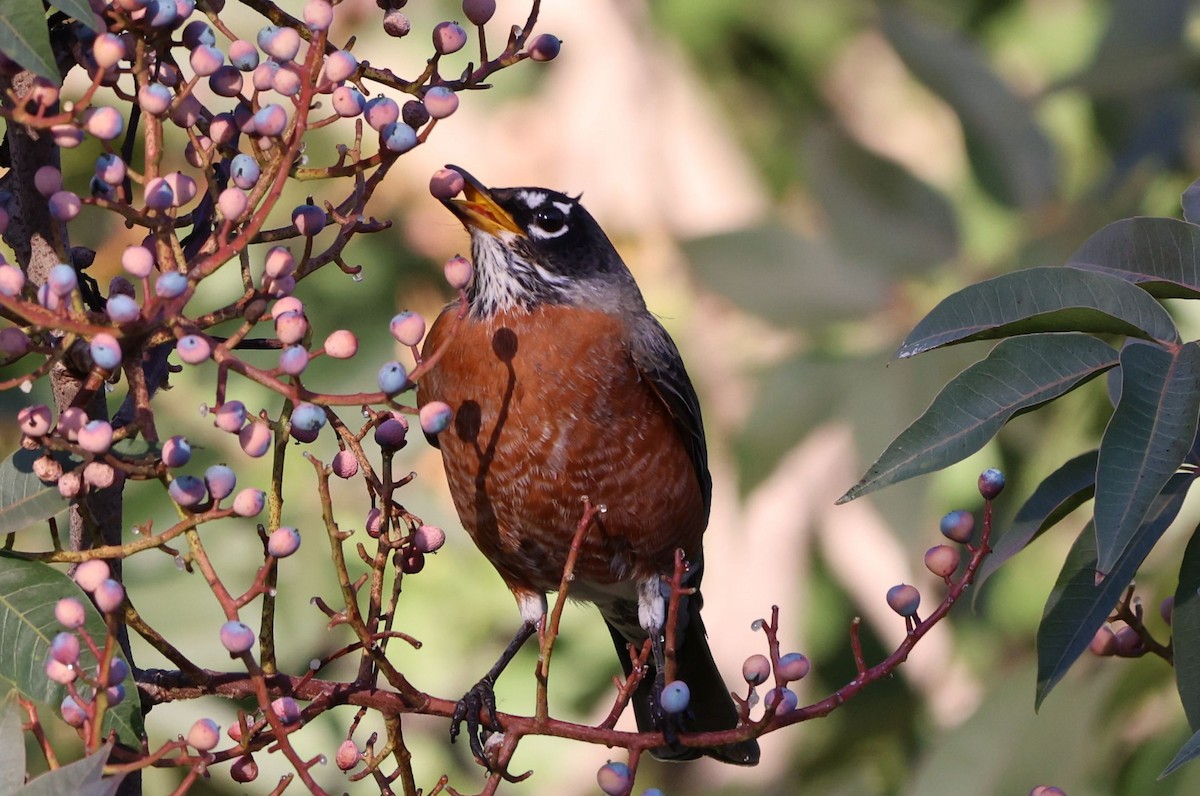 American Robin - ML646381436