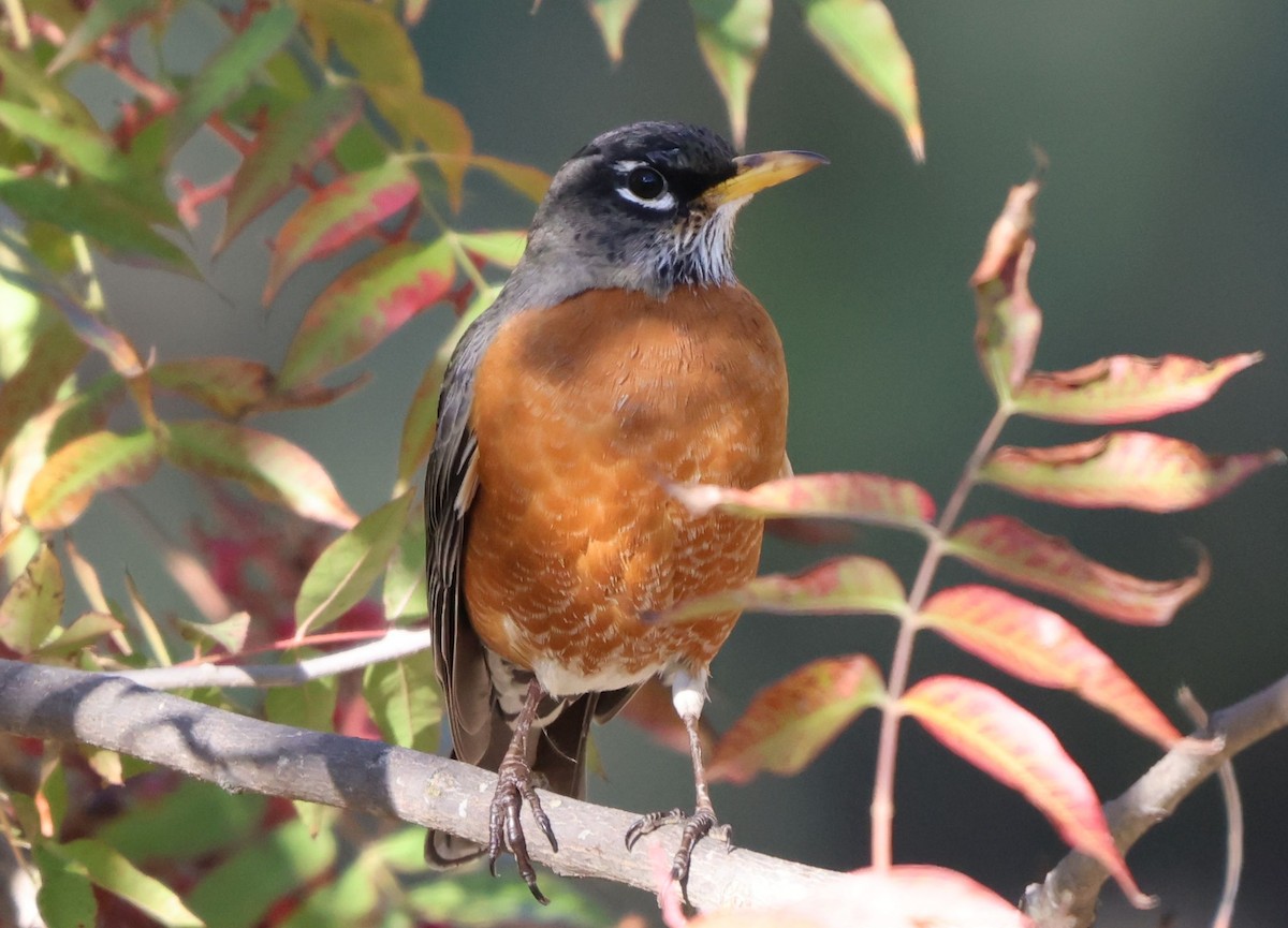 American Robin - ML646381437