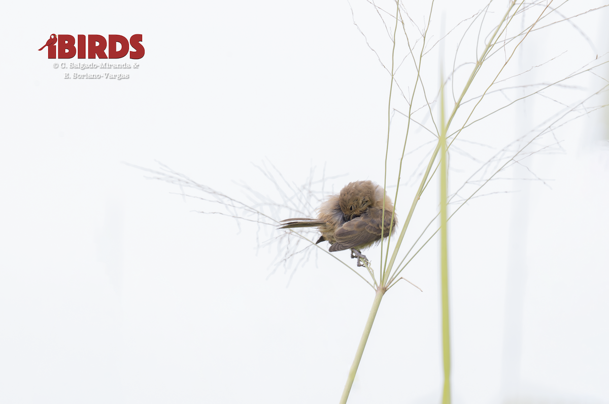 Ruddy-breasted Seedeater - ML646381438