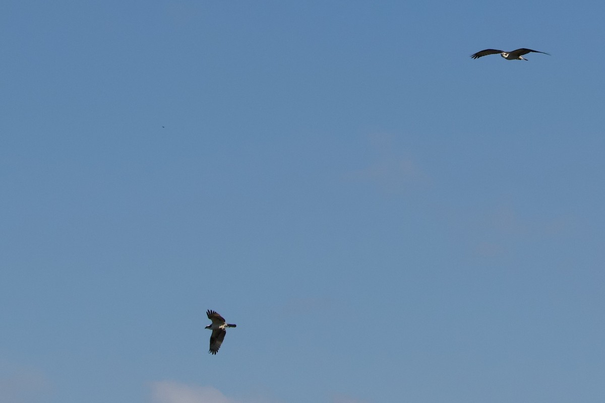 Osprey - ML646381439