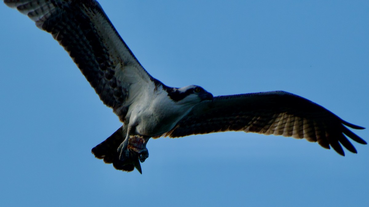 Osprey - ML646381440