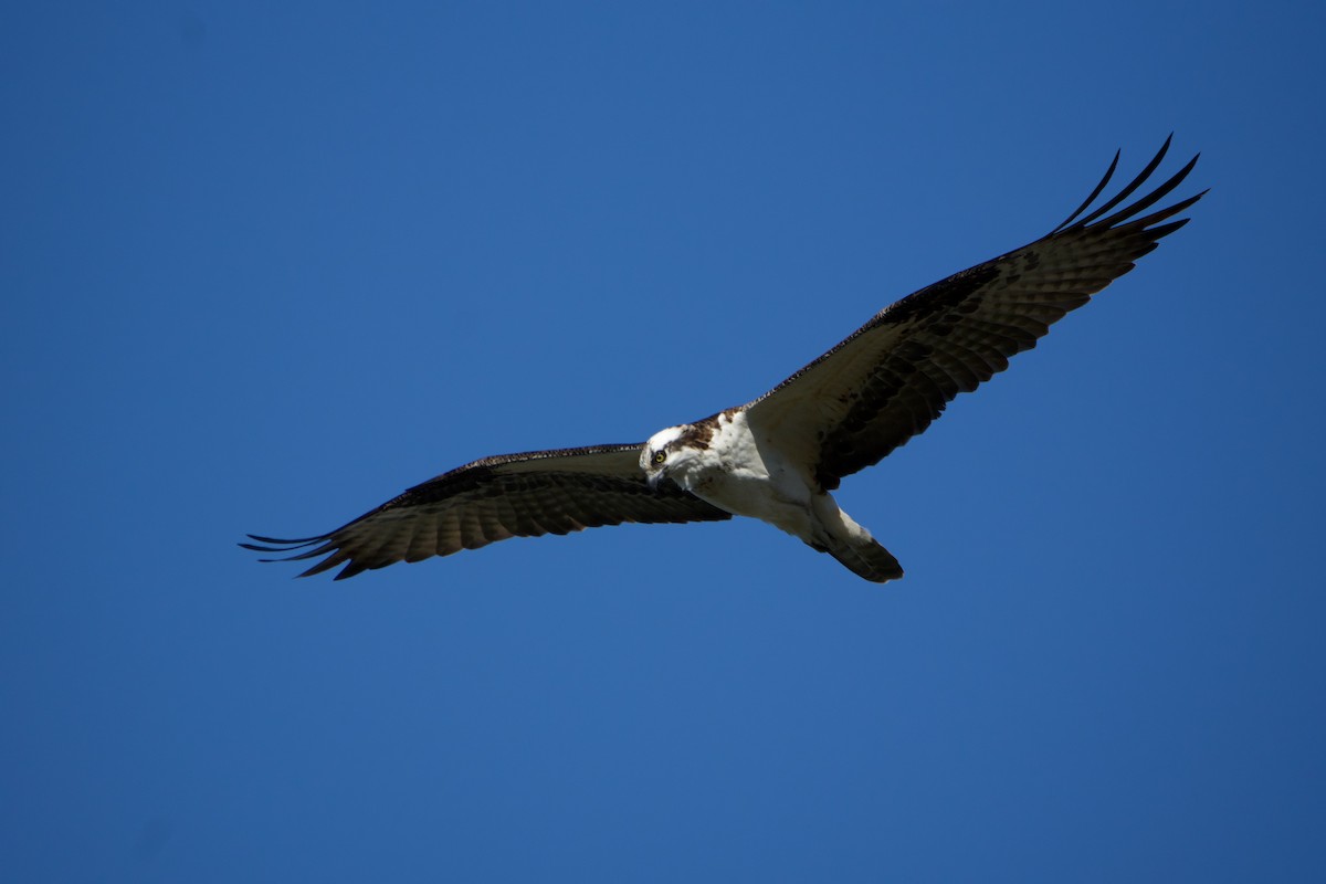 Osprey - ML646381442