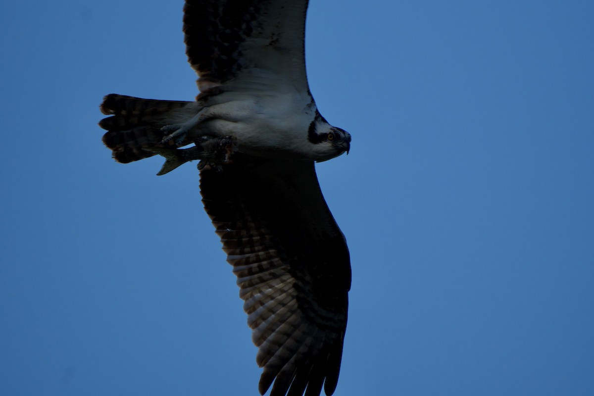 Osprey - ML646381443