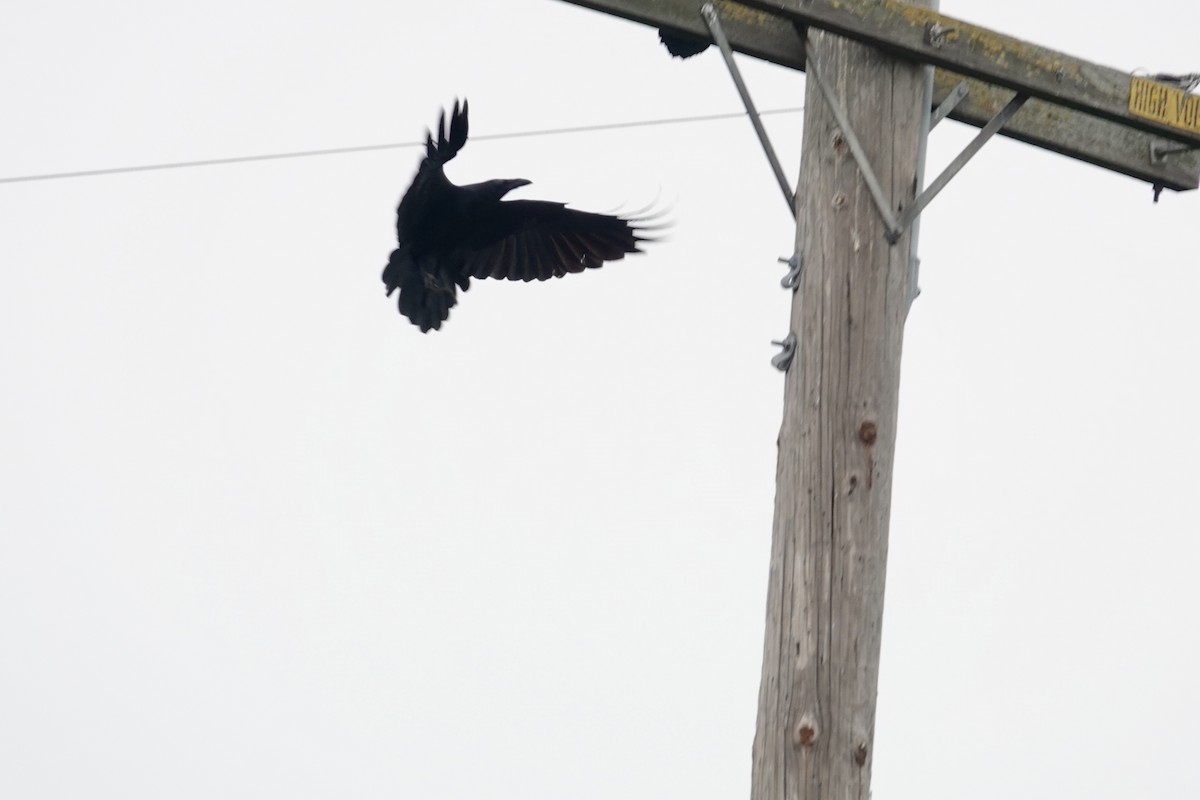 Common Raven - ML646381446