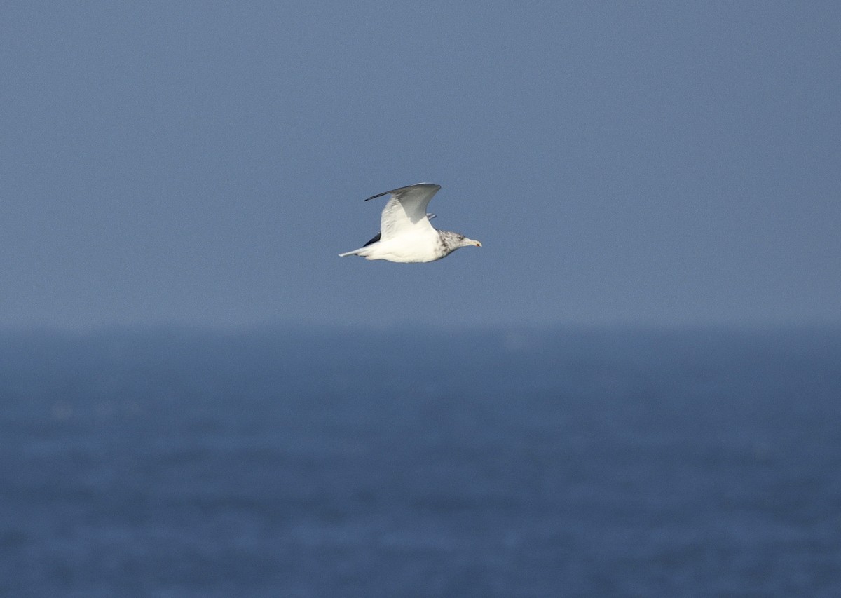 American Herring x Glaucous-winged Gull (hybrid) - ML646381447