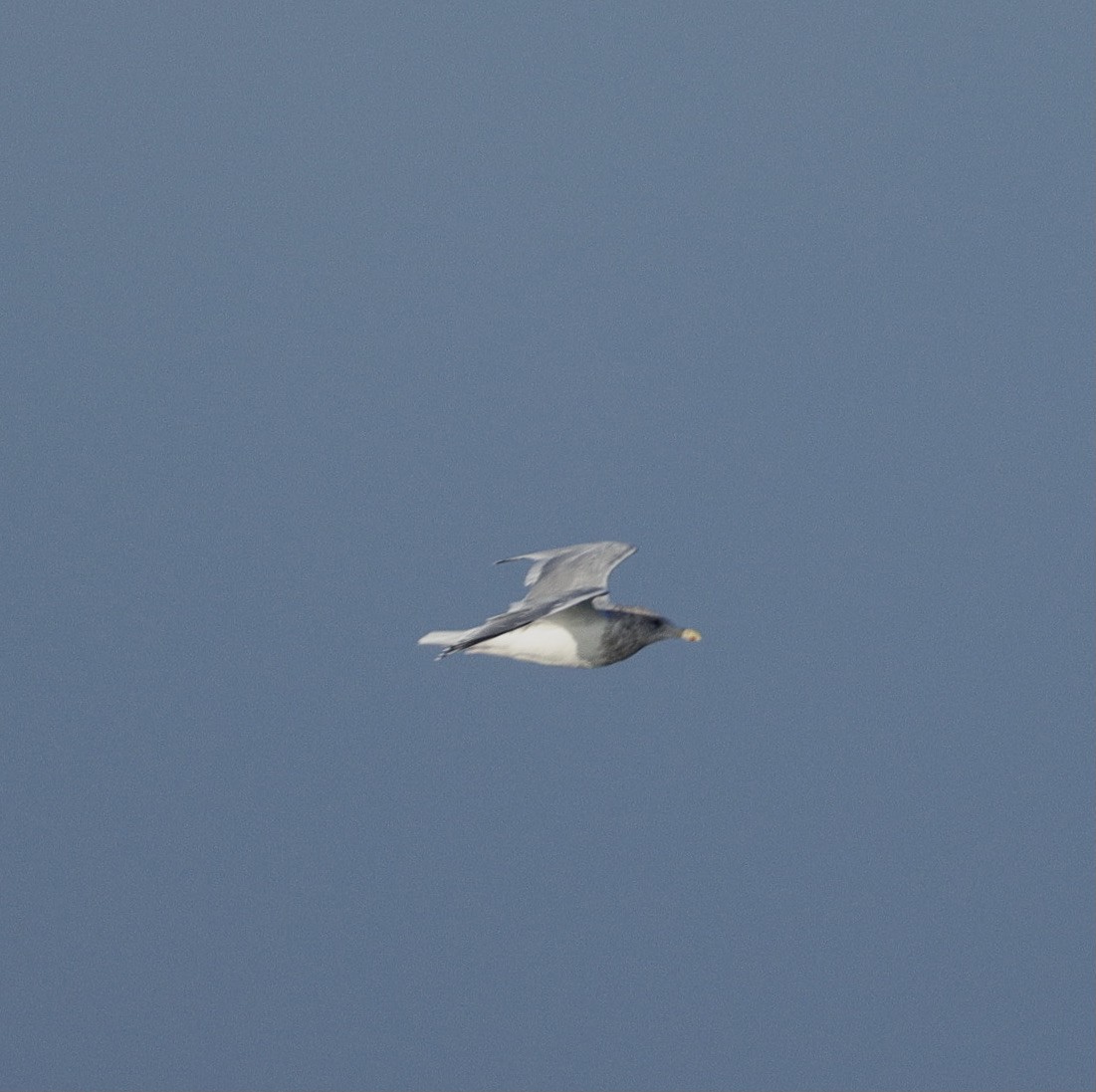 American Herring x Glaucous-winged Gull (hybrid) - ML646381453