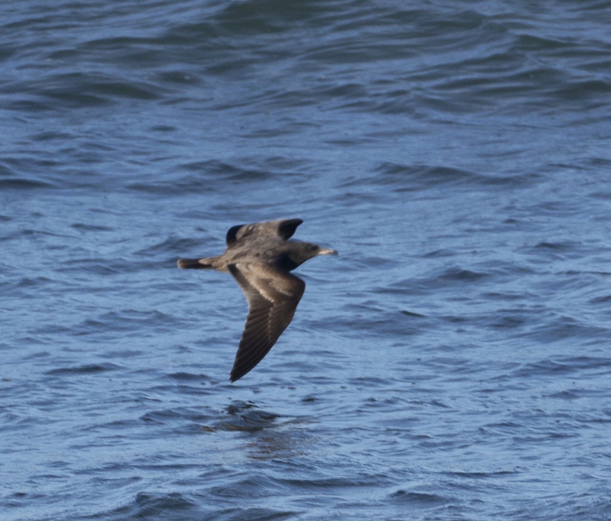 Heermann's Gull - ML646381454