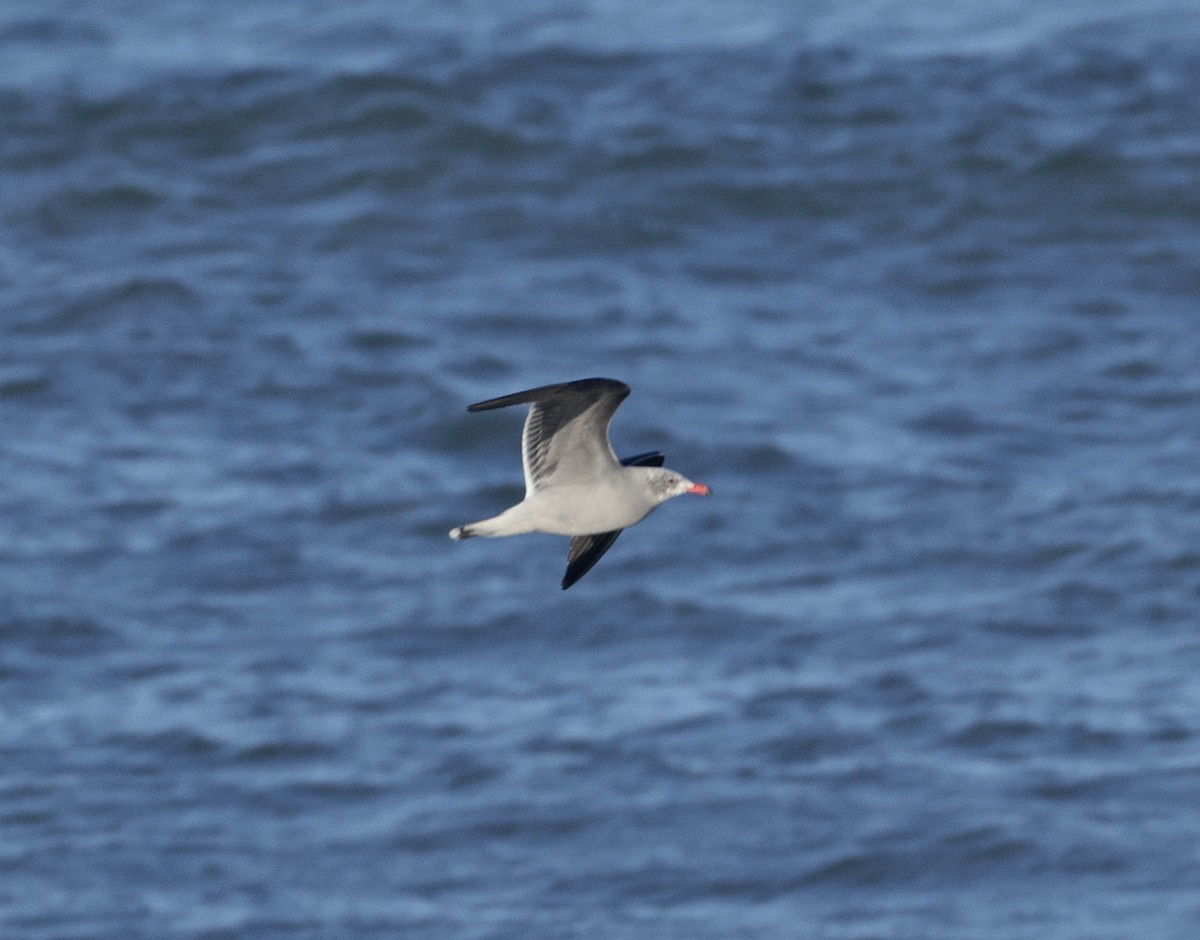 Heermann's Gull - ML646381455