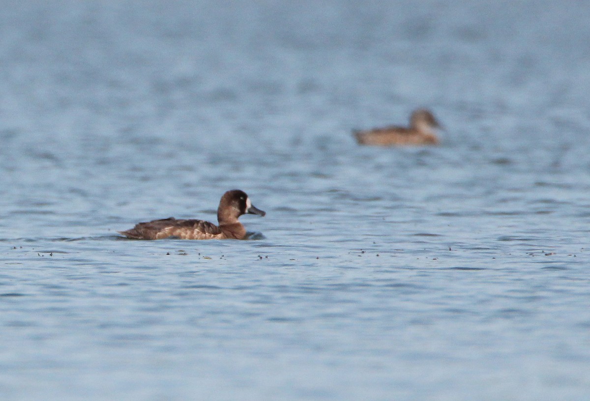 Greater Scaup - ML646381456