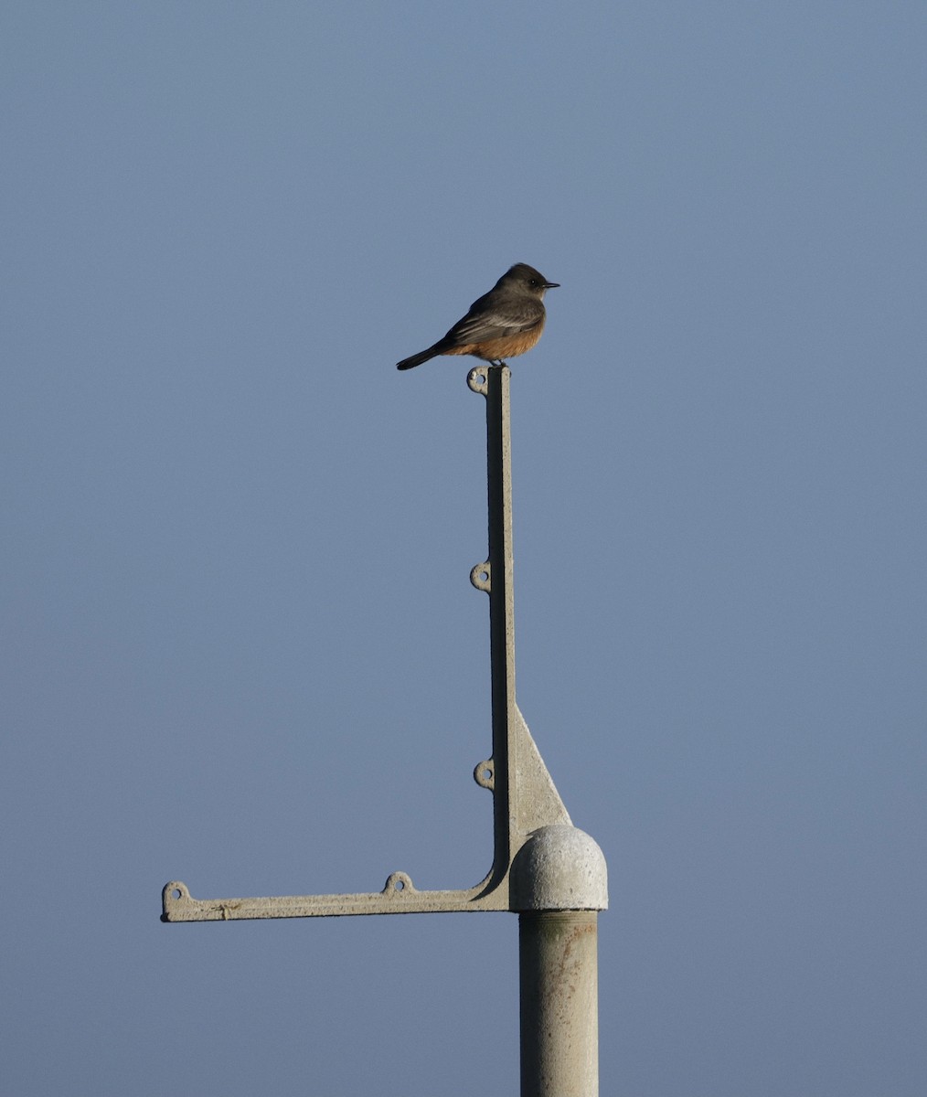 Say's Phoebe - ML646381457