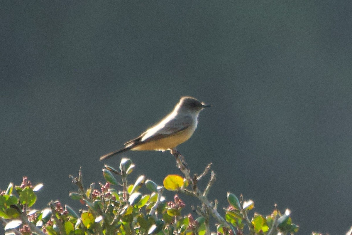 Say's Phoebe - ML646381458