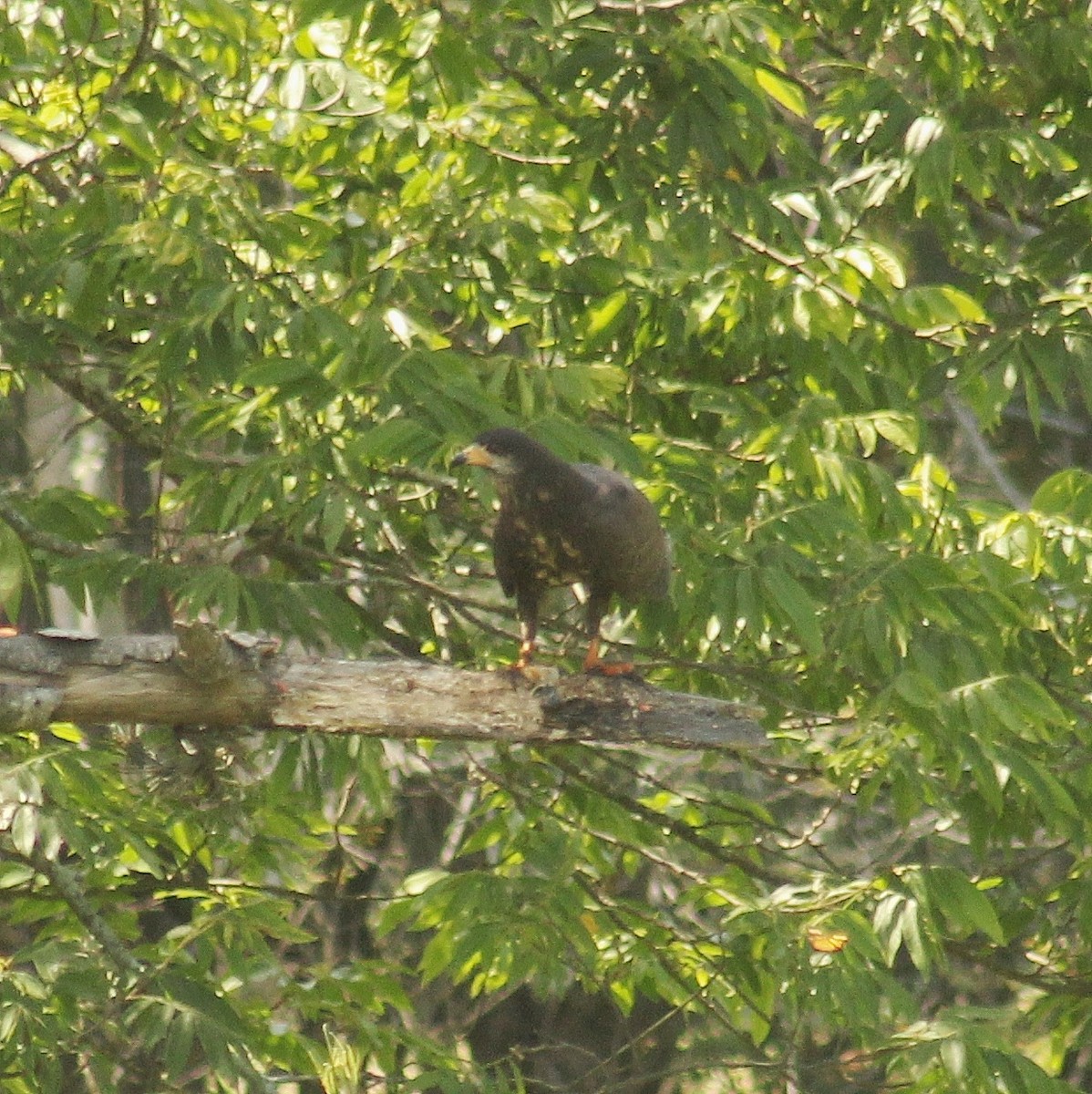 Snail Kite - ML646381459