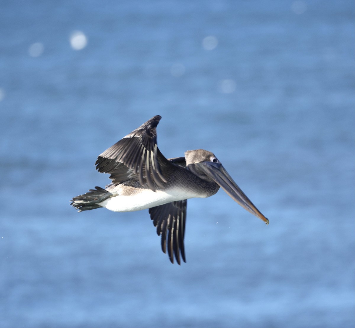 Brown Pelican - ML646381460