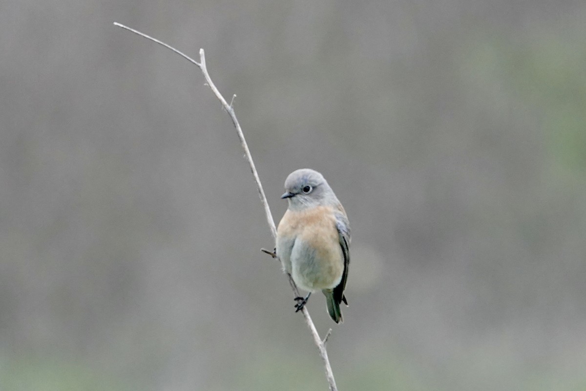 Western Bluebird - ML646381461
