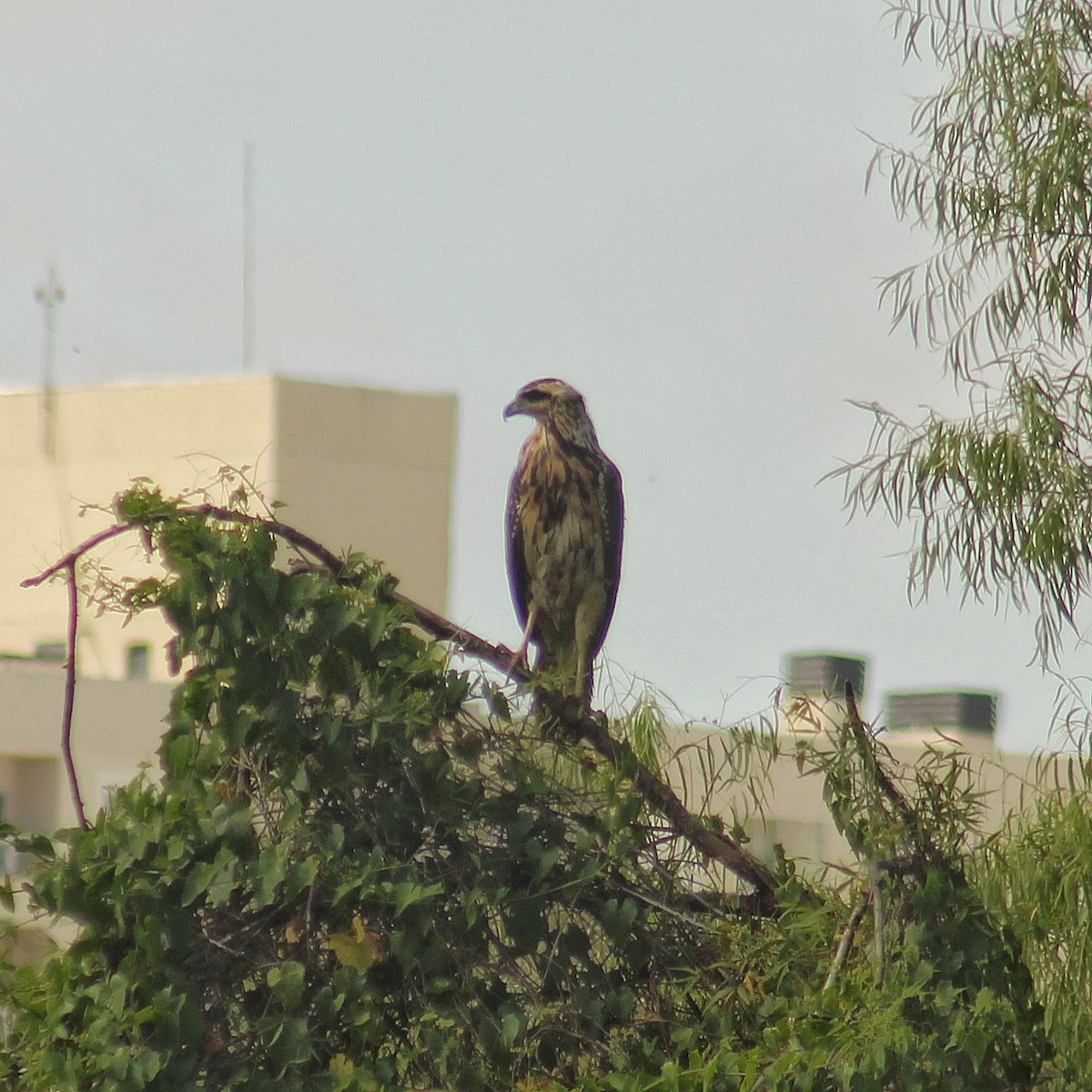 Great Black Hawk - ML646381462
